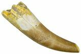 Fossil Plesiosaur (Zarafasaura) Tooth - Morocco #369950-1